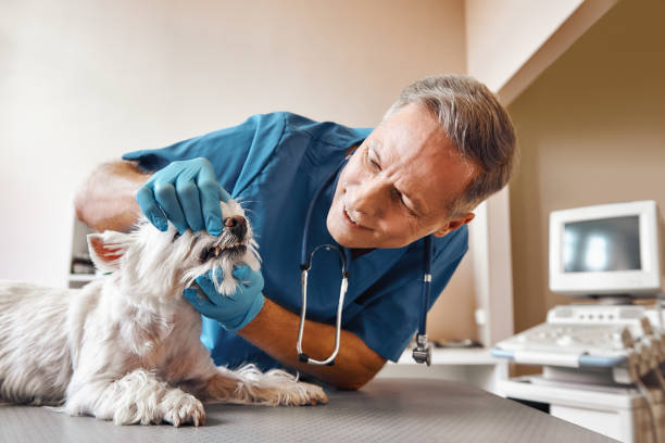 Best 24-Hour Emergency Dental Care in Tresckow, PA